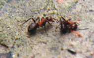 ant-0002