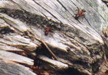 ant-0009