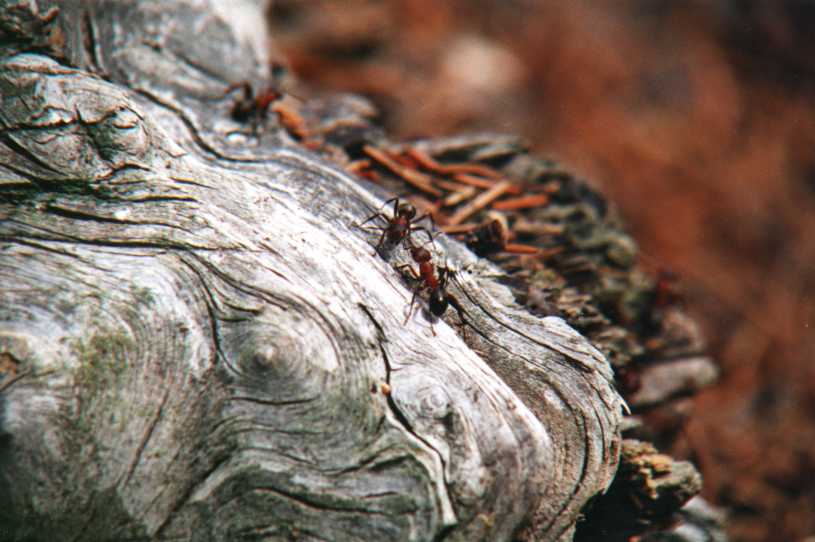 ant-0012
